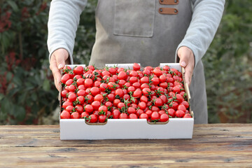 Fresh Cherry Tomatoes in Wooden Crate - Organic Farm Harvest Display