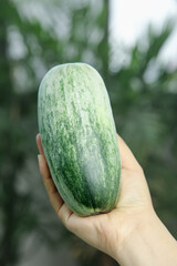 Hand Holding Fresh Green Striped Melon in Garden with Natural Background