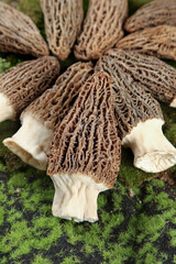 Fresh Morel Mushrooms on Green Moss - Wild Edible Fungi Foraged from Mountain Forest