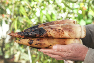 Fresh Bamboo Shoots Harvested in Spring at Tianmu Mountain Natural Forest Setting