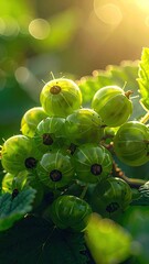 Close Up of Green Gooseberries on a Vine Under Sunlight with Bokeh Background Highlighting Natural Beauty and Freshness