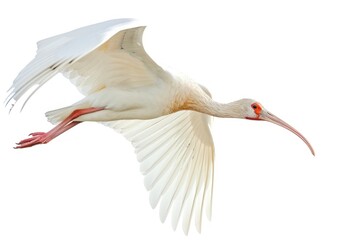 Photo of white ibis flying waterfowl animal bird.