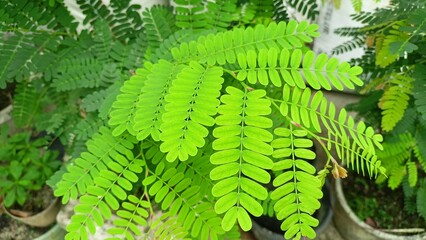 Freshness of Natural Green Tamarind Leaves with Various Benefits