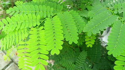 Freshness of Natural Green Tamarind Leaves with Various Benefits