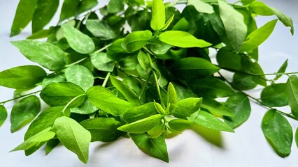 Freshness of Nature Katuk Branches and Leaves in Macro Focus