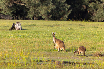 Western grey Kangaroo (Macropus fulinginosus) grazing in the early morning, Perth, Western Australia © Reto Ammann