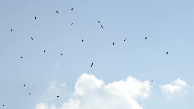 A large flock of birds circling in the clear blue sky above white clouds. The silhouettes of the birds in motion create a cinematic and atmospheric sense of freedom and nature&rsquo;s rhythm.