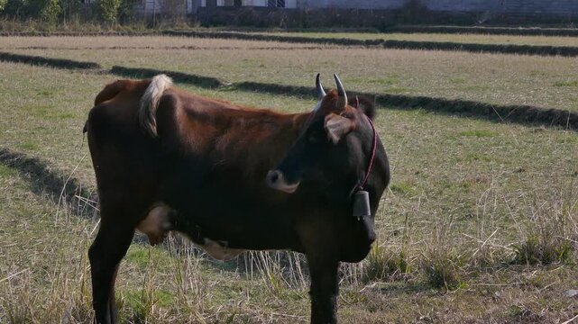 A brown cow with curved horns stands in a rural field, wearing a bell around its neck. The dry grass and patterned farmland background highlight the rustic atmosphere of traditional countryside life.