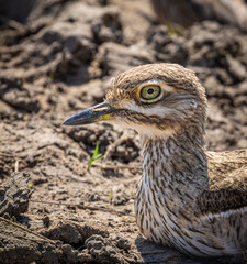 Closeup of a Southern African Water Thick-knee on a bank of the Chobe River in Botswana
