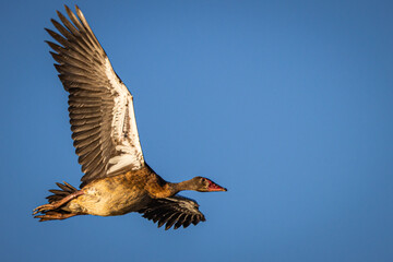 Flying Southern Spur-winged Goose, female, in Botswana