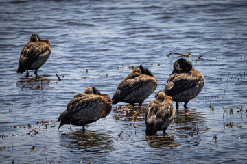 White-faced Whistling Ducks rest along the Chobe River in Botswana