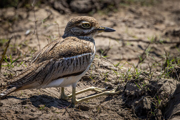 Closeup of a Southern African Water Thick-knee sitting with bended knees on a bank of the Chobe River in Botswana