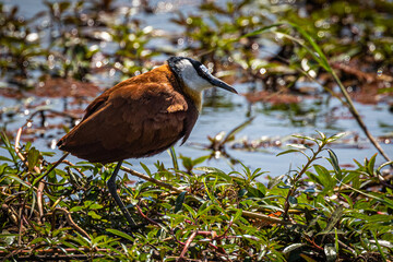 An African Jacana walks along a river in Botswana