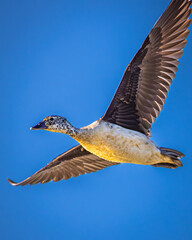 A female Knob-billed Duck in flight