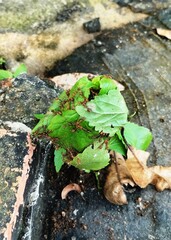 A unique close-up photograph of a group of red ants working together to build a nest from the leaves of a wild plant that growed just a few centimeters above the ground.