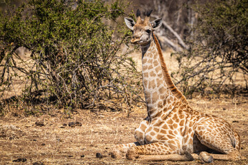 A sitting baby giraffe looks at the camera in Chobe National Park, Botswana