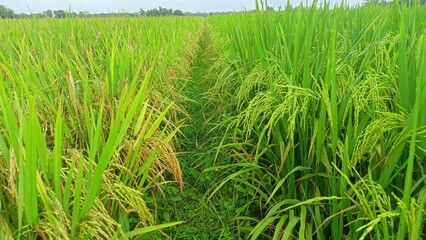 Photo showing the difference between yellowing and green rice