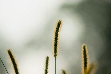 Soft Backlit Foxtail Grass on Misty Morning