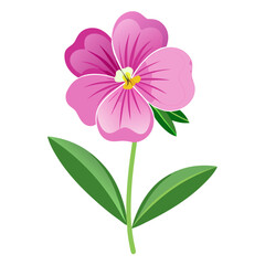 nemesia strumosa pink flower on white