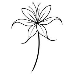 nerine bowdenii white flower line art vector on white