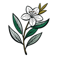new zealand tea tree vector line art on white