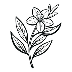 zealand tea tree line art flower vector on white