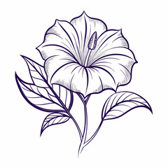 nicandra physalodes line art flower vector illustration