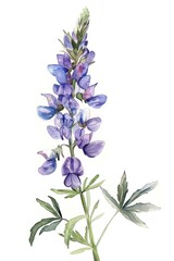 Obraz premium Wildflower lavender blossom plant.