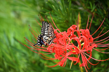 アゲハ蝶と彼岸花の風景