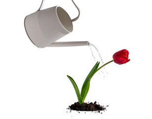  Minimalist Watering Can Pouring Water on Single Tulip PNG