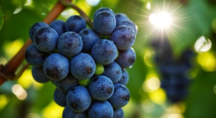 Fresh bunch of ripe grapes with sunlight in the garden