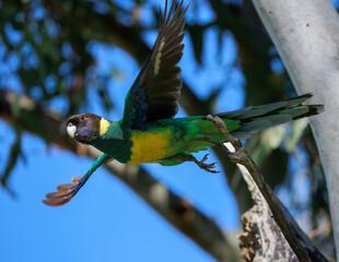 Wild Australian ringneck (Barnardius zonarius) parrot in flight around Kalbarri, Western Australia © Reto Ammann