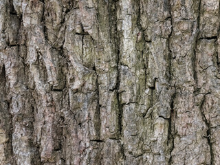 Naklejka premium dry tree trunk texture , close - up.
