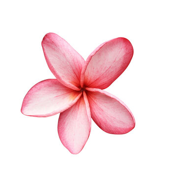 Plumeria or Frangipani or Temple tree flower. Close up pink-yellow frangipani flowers bouquet isolated on transparent background.	