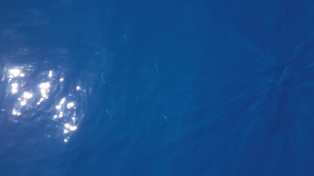 CARDUMEN DE PECES DORADOR MAHI MAHI MAR DE CORTES