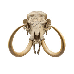 Mammoth skull with large tusks, showcasing intricate details and textures, evokes sense of ancient history and natural wonder