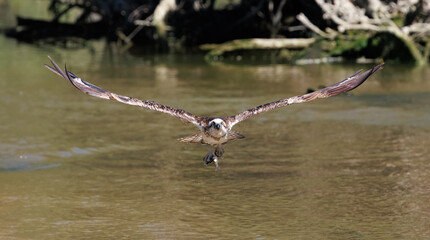 Osprey (Pandion cristatus) emerging from the Murchison river carrying a fish in its claws, Kalbarri, Western Australia