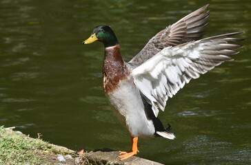 Marreco de Pequim posando pra foto no jardim do Museu da República - Catete - RJ