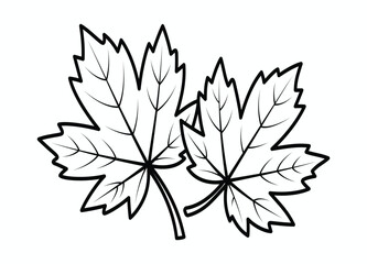 Black and White Maple Leaf Outline Illustration for Coloring Pages and Educational Resources with Detailed Veins and Elegant Shape