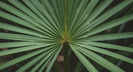 Obraz premium Close up of a fan shaped green palm leaf with radiating lines and texture