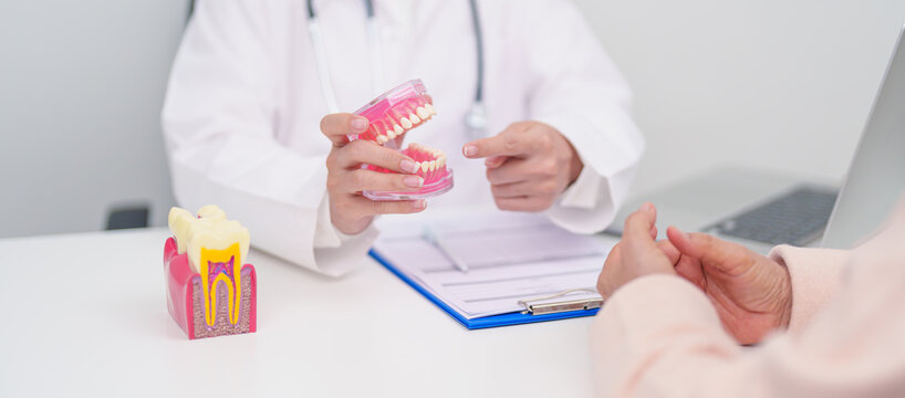 Elderly Patient consulting Dentist to Tooth disease, Senior Health Medical Diagnosis. Anatomy teeth model for Oral Teeth decay, Scrape off tartar. March Oral health, Dentist Day, False Teeth concept