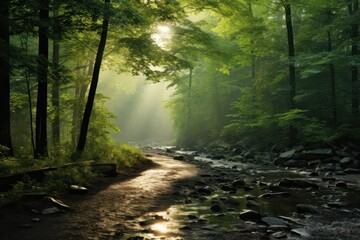 Fototapeta premium Forest nature green wilderness.