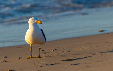 Pacific Gull (Larus pacificus) on the beach with reflection at sunset, Shark Bay, Western Australia