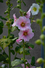 Pink hollyhock alcea rosea  flower in bloom