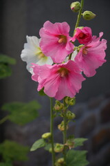Pink hollyhock alcea rosea  flower in bloom