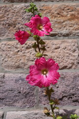 Pink hollyhock alcea rosea  flower in bloom