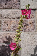 Pink hollyhock alcea rosea  flower in bloom
