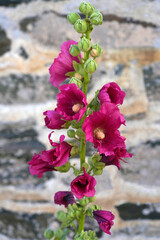Pink hollyhock alcea rosea  flower in bloom
