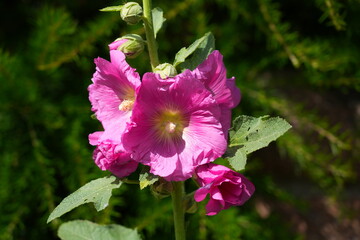 Pink hollyhock alcea rosea  flower in bloom
