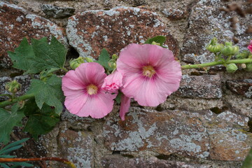 Pink hollyhock alcea rosea  flower in bloom
